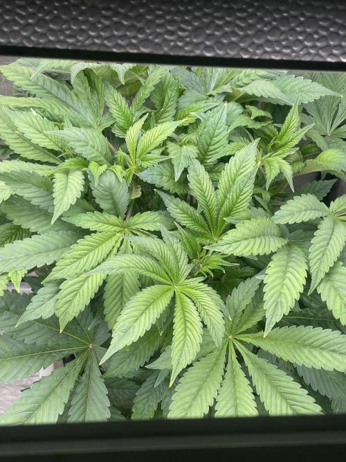 Blueberry Pancakes. Week 5