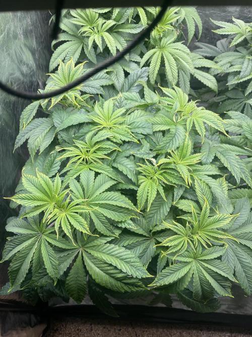 🚽 Poddy Mouth 👄. Week 6