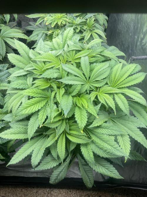 Blueberry Pancakes. Week 6