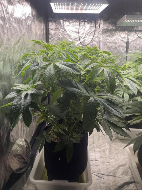 🚽 Poddy Mouth 👄. Week 6