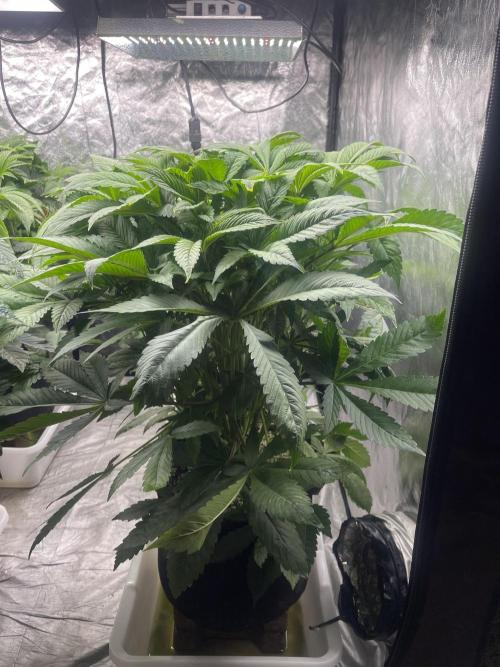 Blueberry Pancakes. Week 6