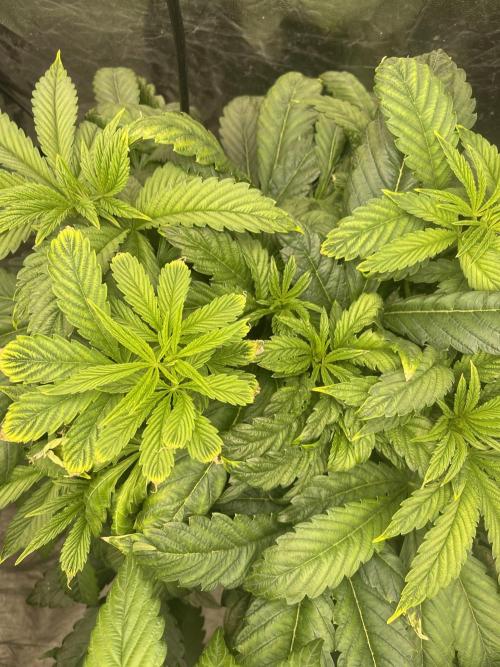 ⛽️ Diesel Latte 🥛. Week 6