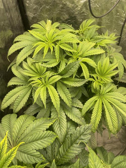 ⛽️ Diesel Latte 🥛. Week 6