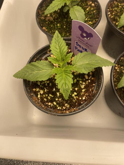 Sour Diesel x Lemon Party. Week 1