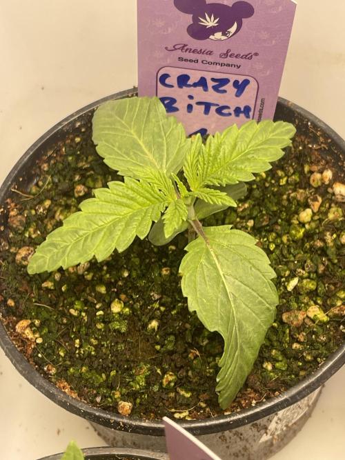 5150 Triangle Kush x Irene (Crazy Bitch). Week 1