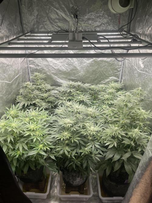 👵 Granny Candy 🍬. Week 10