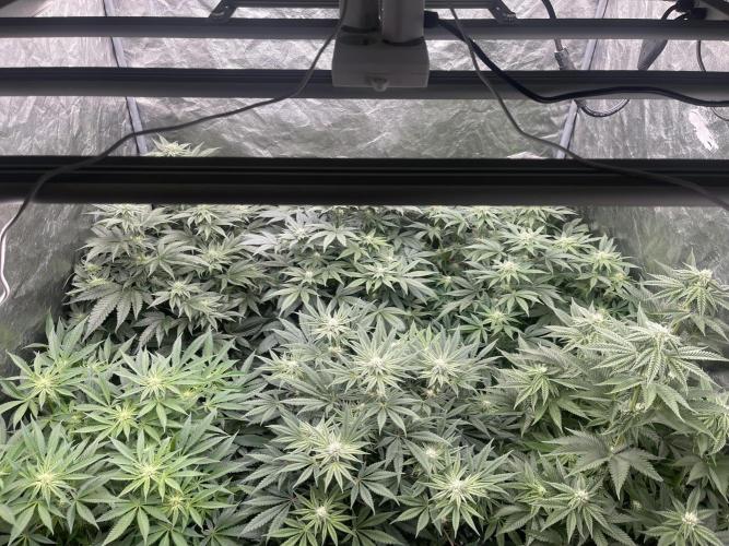 👵 Granny Candy 🍬. Week 10