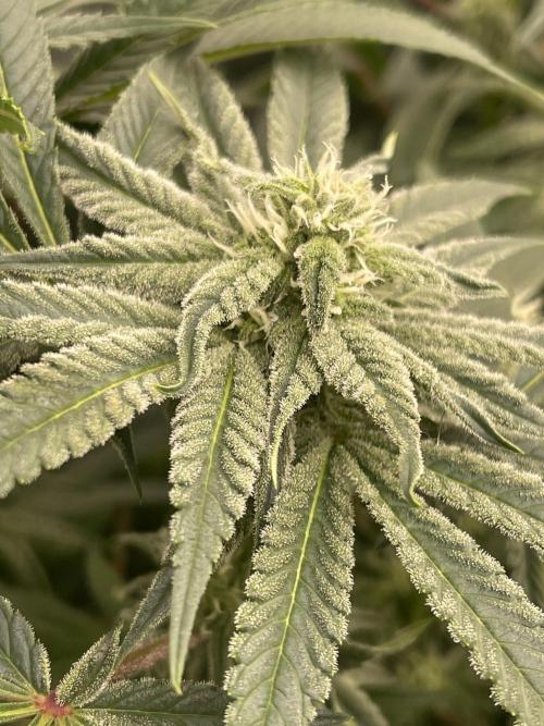 Blueberry Muffin. Week 11