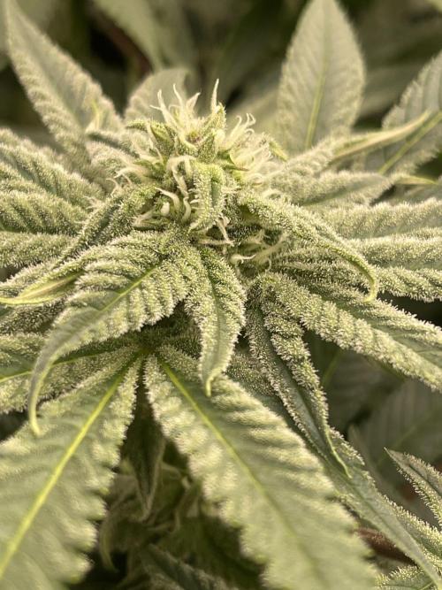 Blueberry Muffin. Week 11