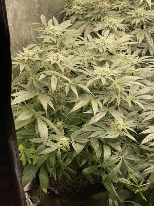 Blueberry Muffin. Week 11