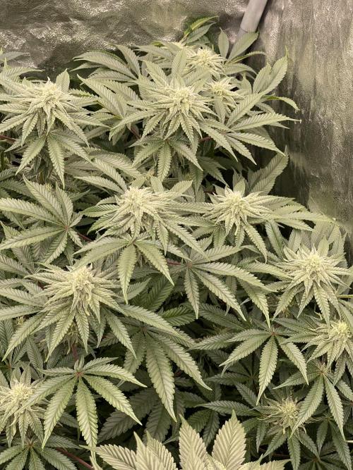 Blueberry Muffin. Week 11