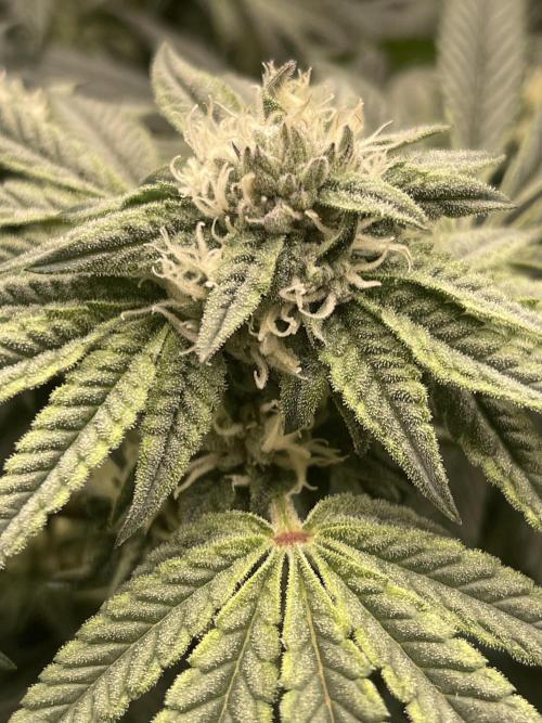 👵 Granny Candy 🍬. Week 11