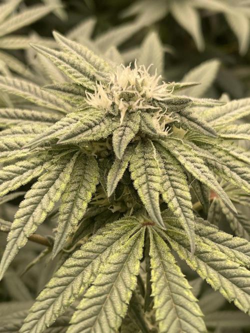 👵 Granny Candy 🍬. Week 11