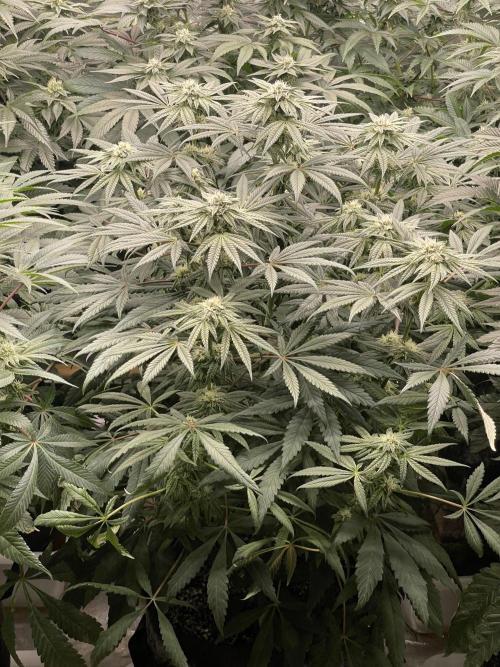 👵 Granny Candy 🍬. Week 11