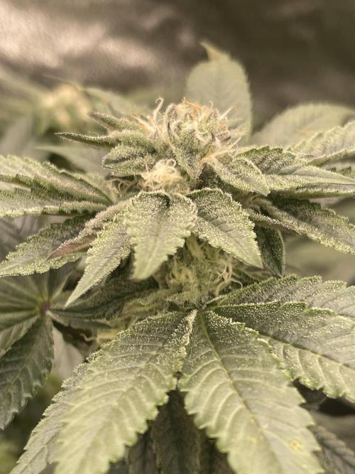 👵 Granny Candy 🍬. Week 11