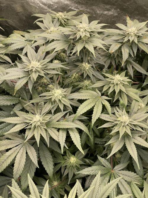 👵 Granny Candy 🍬. Week 11