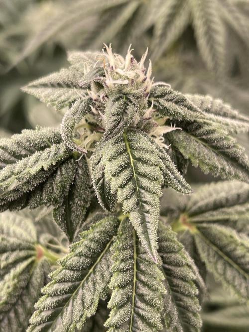 🍗 Chicken n’ Wafflez . Week 11