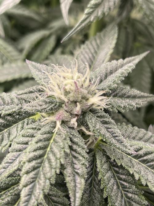 🍗 Chicken n’ Wafflez . Week 11