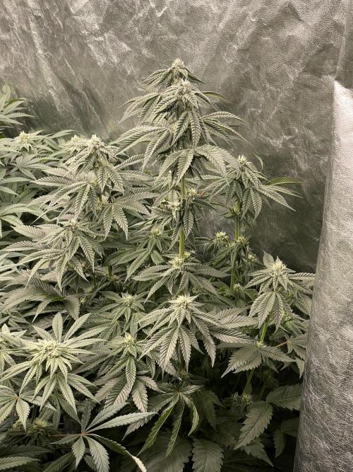 🍗 Chicken n’ Wafflez . Week 11