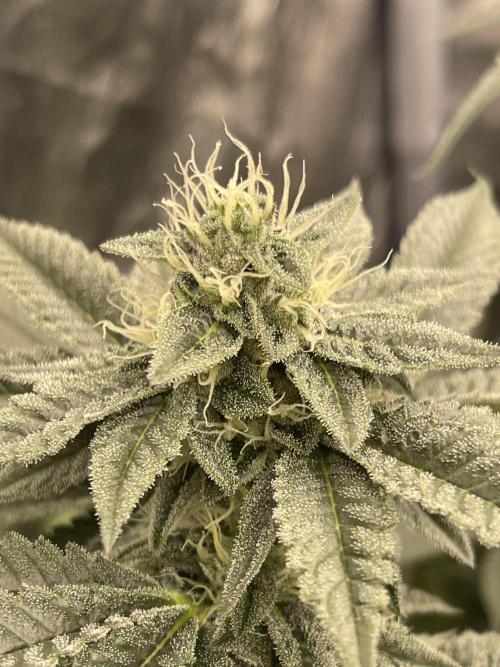 🍗 Chicken n’ Wafflez . Week 11