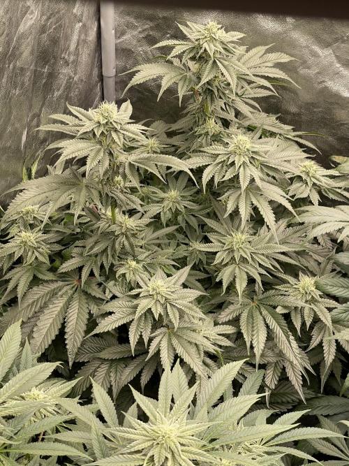 🍗 Chicken n’ Wafflez . Week 11