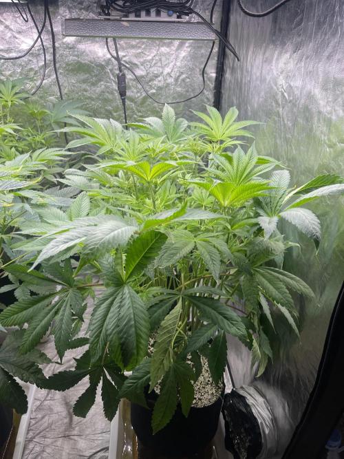 Blueberry Pancakes. Week 7