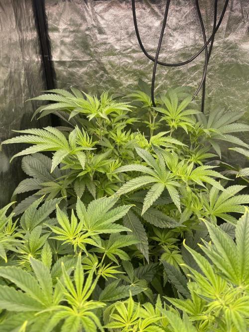 ⛽️ Diesel Latte 🥛. Week 7