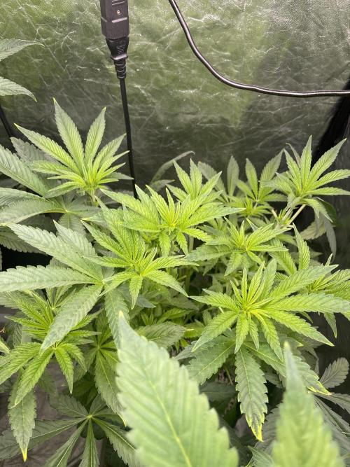 ⛽️ Diesel Latte 🥛. Week 7