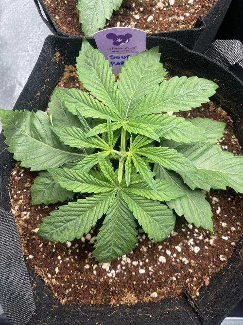 Sour Diesel x Lemon Party. Week 2