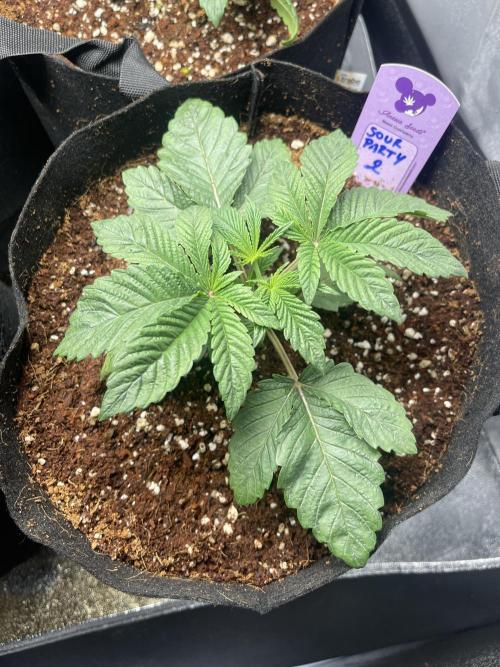 Sour Diesel x Lemon Party. Week 2