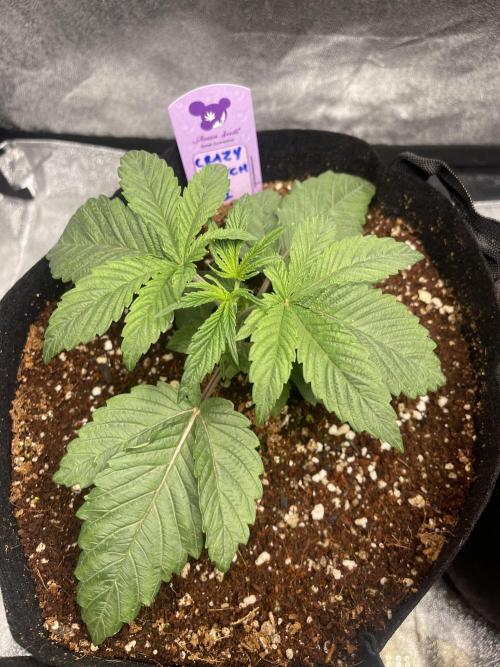 5150 Triangle Kush x Irene (Crazy Bitch). Week 2