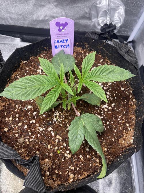 5150 Triangle Kush x Irene (Crazy Bitch). Week 2