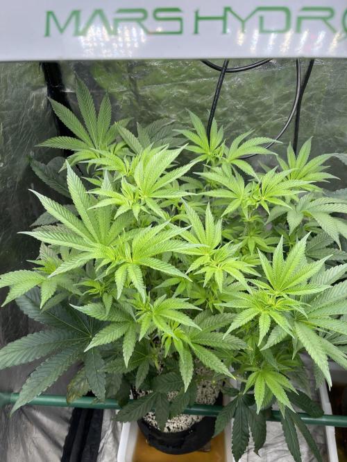 ⛽️ Diesel Latte 🥛. Week 8