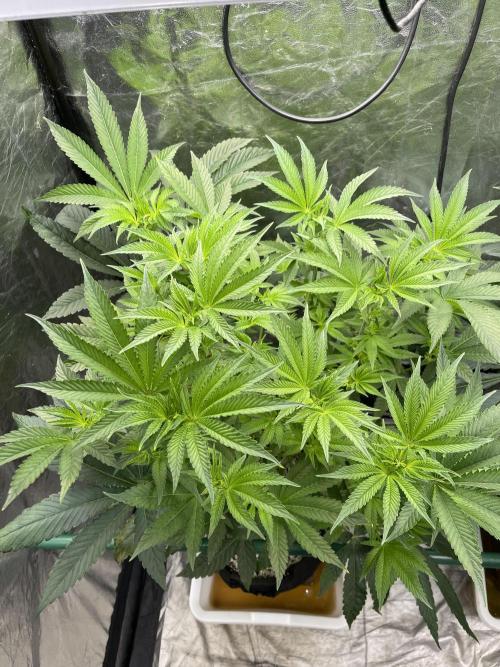 ⛽️ Diesel Latte 🥛. Week 8