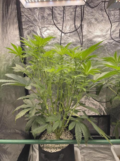 ⛽️ Diesel Latte 🥛. Week 8