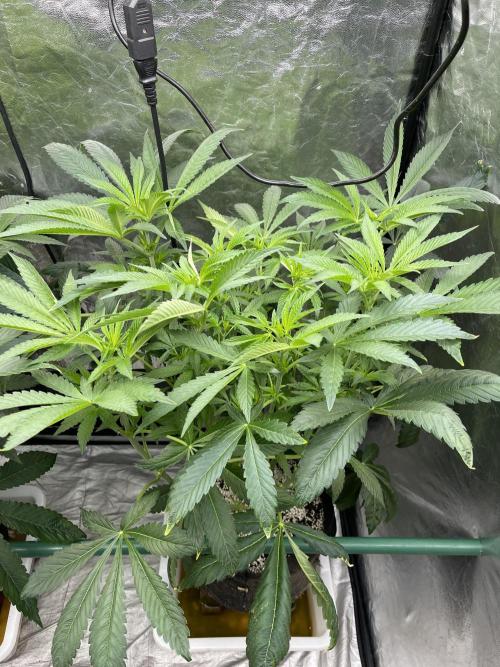 ⛽️ Diesel Latte 🥛. Week 8