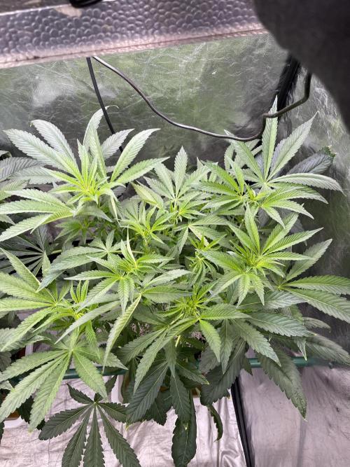 ⛽️ Diesel Latte 🥛. Week 8