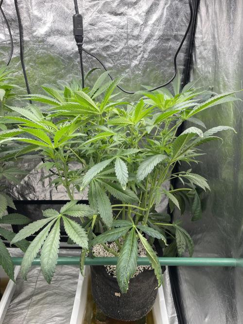 ⛽️ Diesel Latte 🥛. Week 8