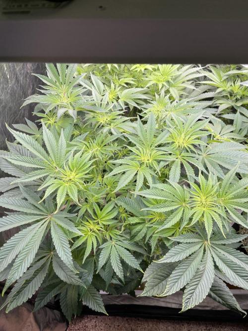 🚽 Poddy Mouth 👄. Week 8