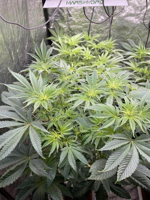 🚽 Poddy Mouth 👄. Week 8