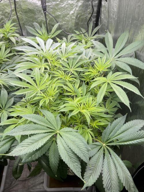 Blueberry Pancakes. Week 8