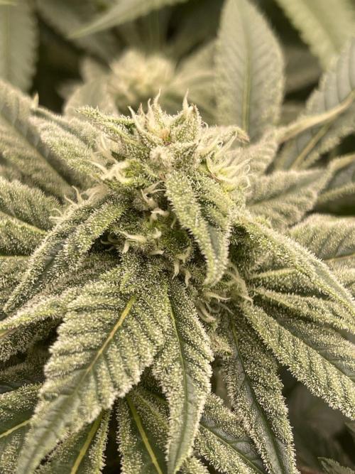 Blueberry Muffin. Week 12