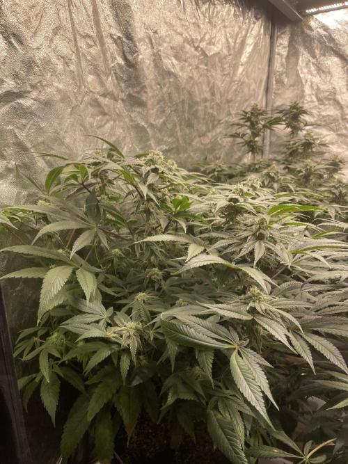 Blueberry Muffin. Week 12