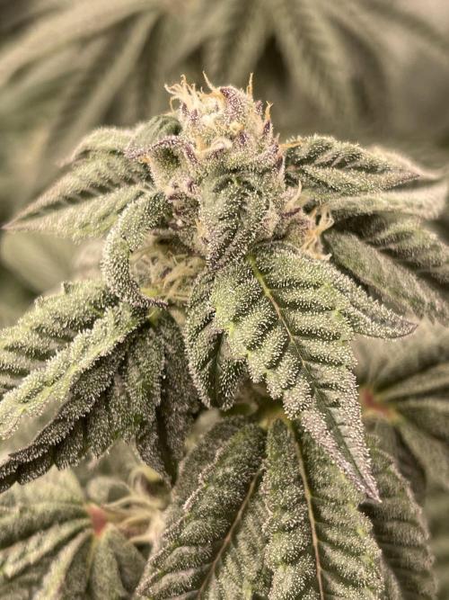 🍗 Chicken n’ Wafflez . Week 12