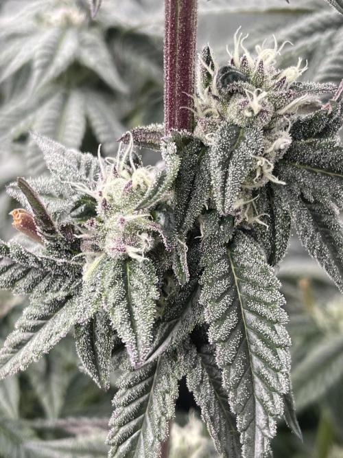 🍗 Chicken n’ Wafflez . Week 12