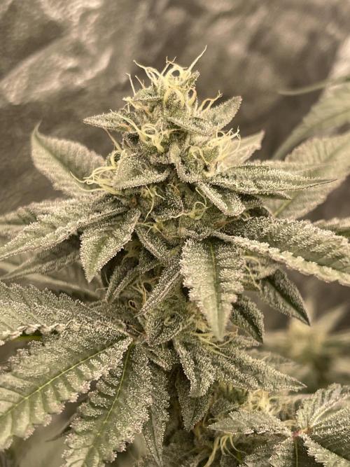 🍗 Chicken n’ Wafflez . Week 12 - Larry Bird pheno