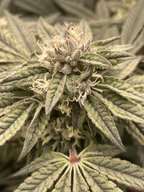 👵 Granny Candy 🍬. Week 12