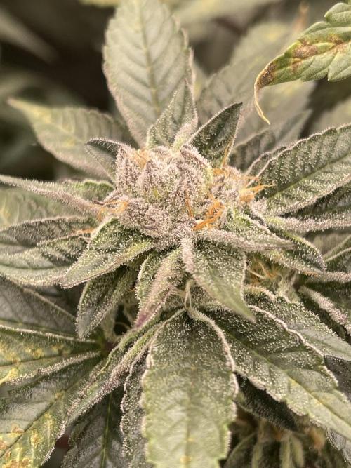 👵 Granny Candy 🍬. Week 12