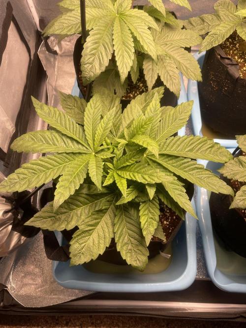 Sour Diesel x Lemon Party. Week 3