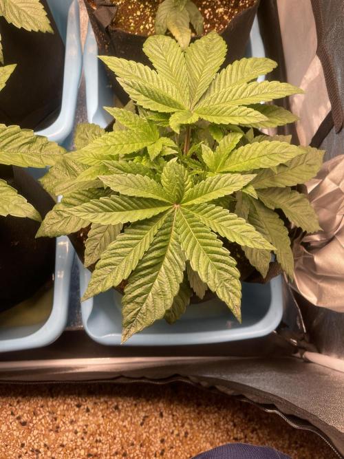 Sour Diesel x Lemon Party. Week 3